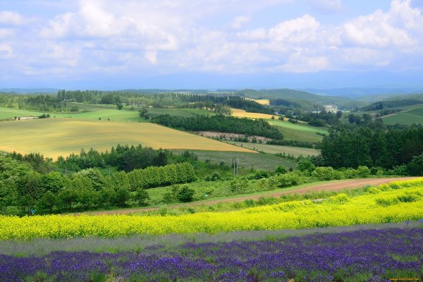 Холмы перелески Луга
