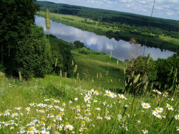 Природа Луга ромашки