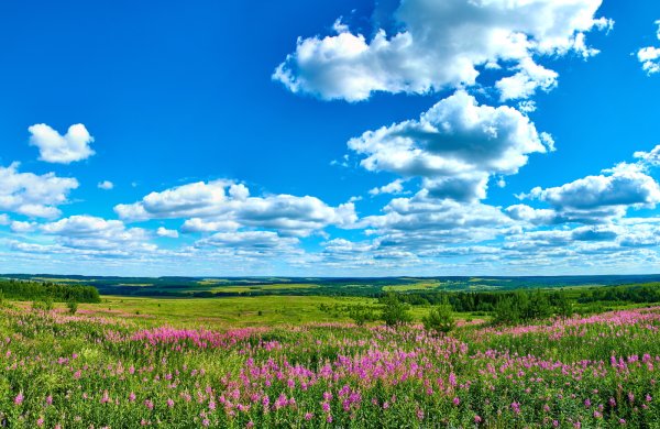 Поле Луга Самарская область