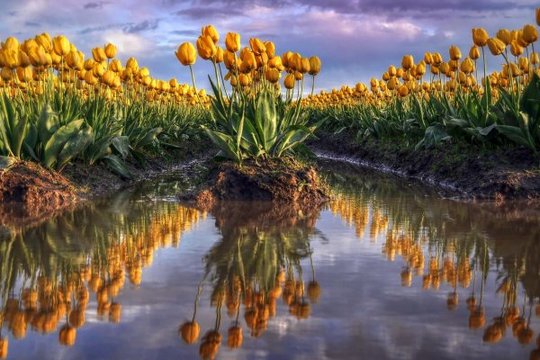 Природа цветы