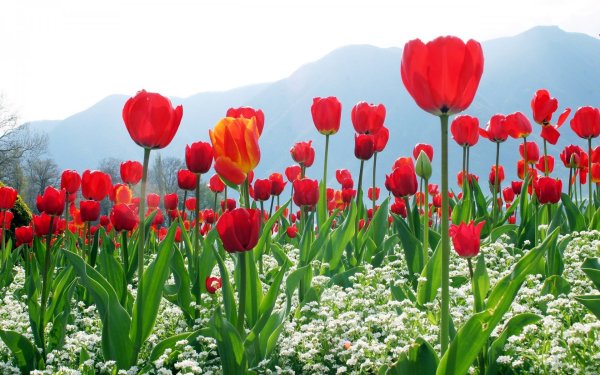 Bernardo Tulips