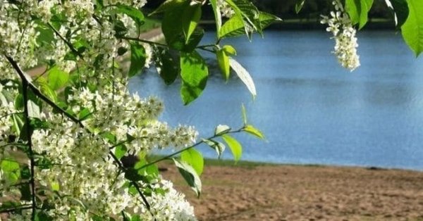 А Есенина "сыплет черемуха снегом"