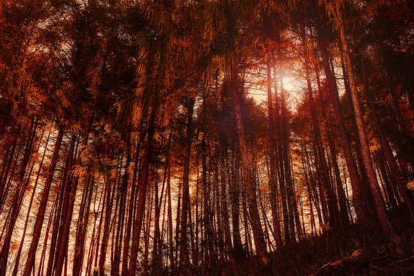 Сосновый лес