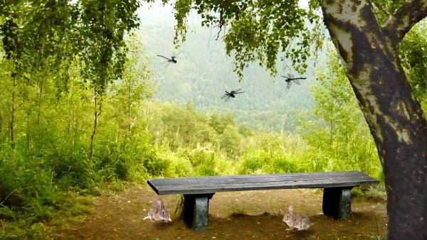 Скамейка в лесу