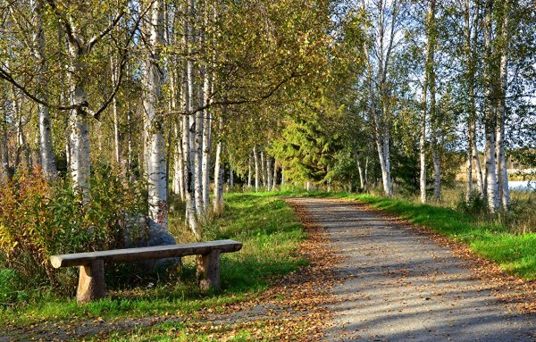 Осень скамейка в парке