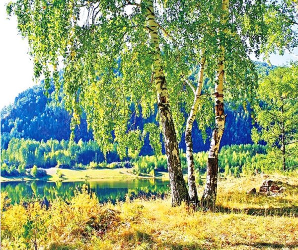 Река берёза Тверская область