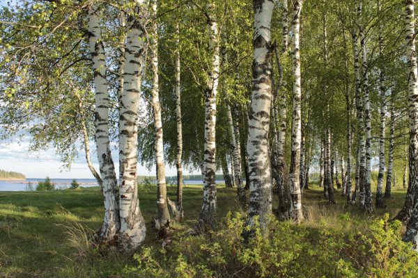 Березовая роща Якутии