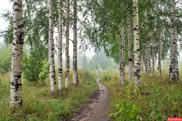 Берёзовая роща, деревня Ольгино