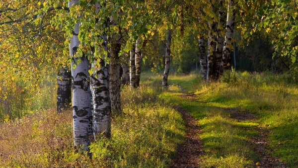 Березовая роща Брянск