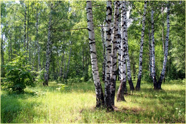 Березовая роща Башкирия
