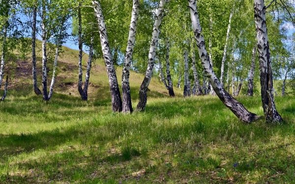Березовая роща Алтайский край