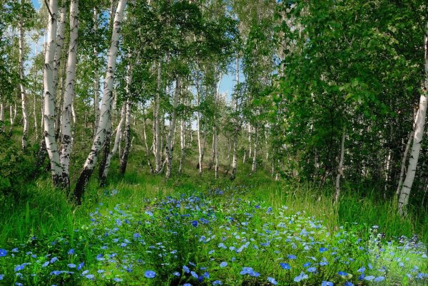 Берёзовая роща Курск