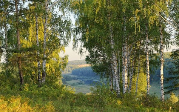 Тропа в березовой роще