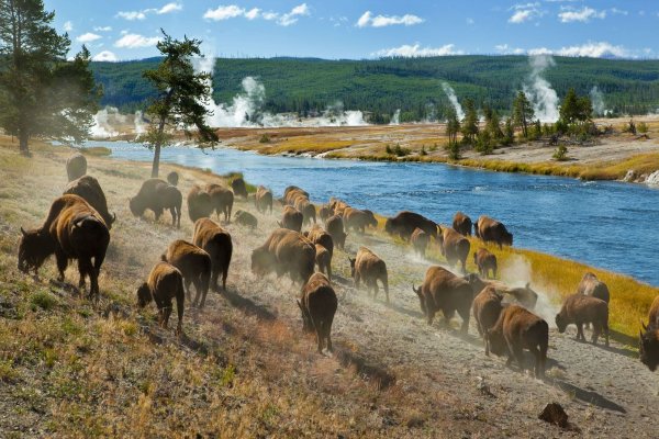 Национальный парк Йеллоустоун -Yellowstone Park