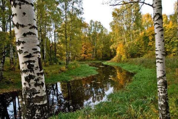 Природа Якутии Алаас березы