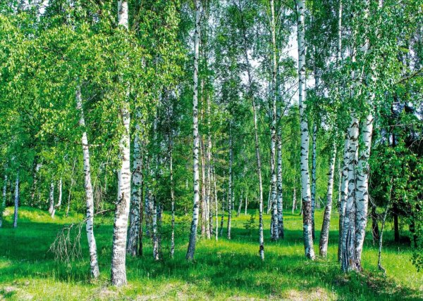 Березовая роща Омск