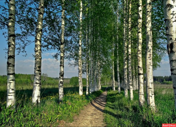 Березняк, Березовая роща