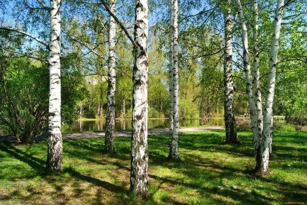 Природа деревня речка Березки