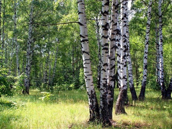 Березовая роща