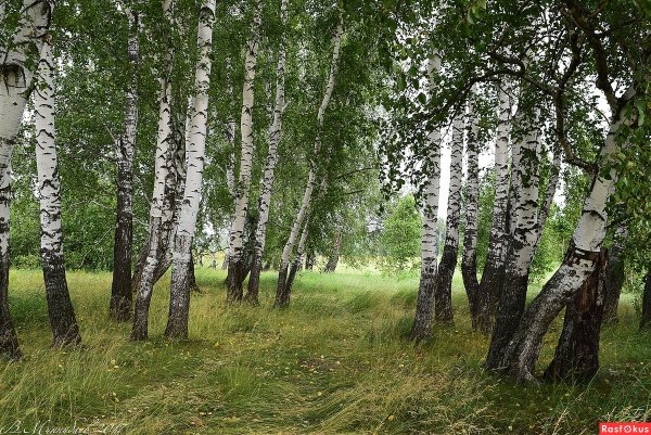 Берёзовая роща Курск