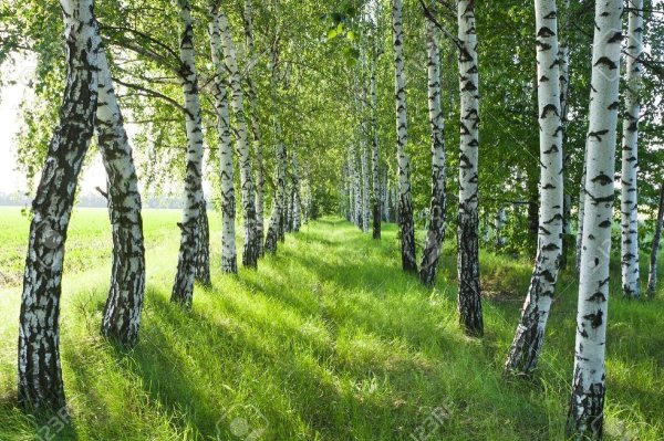 Утро Заболоцкий Березовая роща
