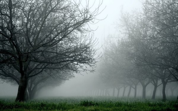 Серое дерево