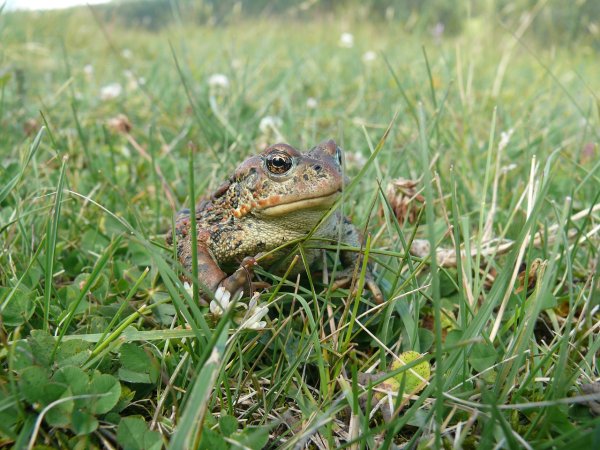 Колхидская жаба (Bufo verrucosissimus)