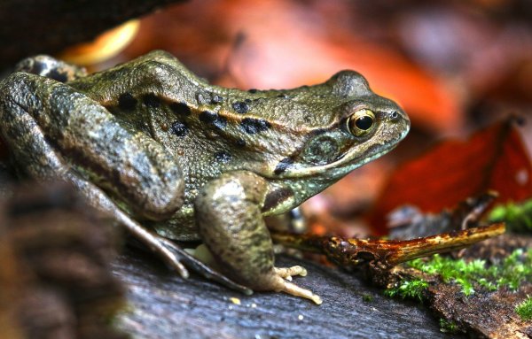 Сибирская лягушка Rana amurensis