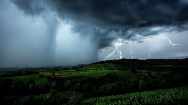 Дерево на ветру