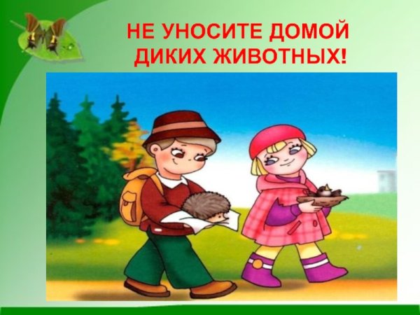 Нельзя ловить насекомых