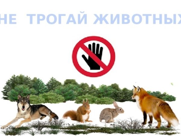 Знак не трогать животных