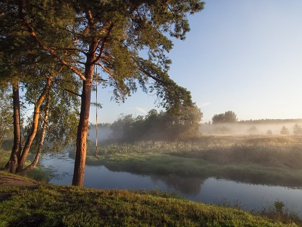 Лес Кировской области