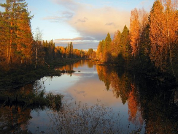Вятский лес Киров