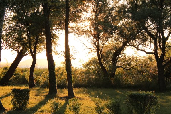 Тень природа