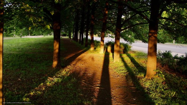 Тень природа