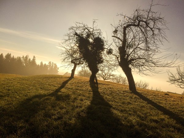 Тень природа