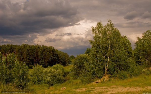 Природа опушка леса небо