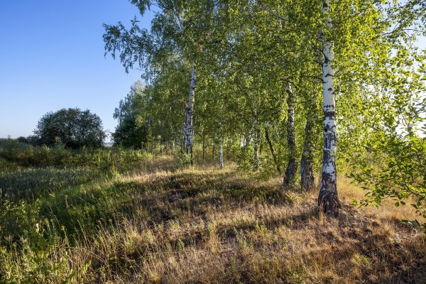 Березовая роща опушка