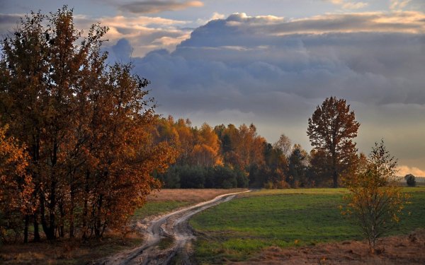Осенний лес вдали