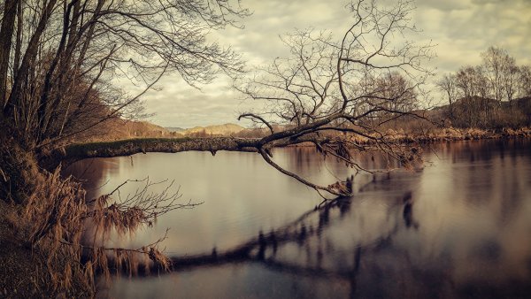 Дерево над водой