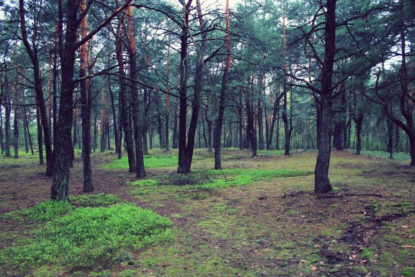 Лес в плохом качестве
