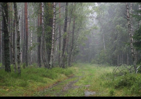 Летний дождь в лесу