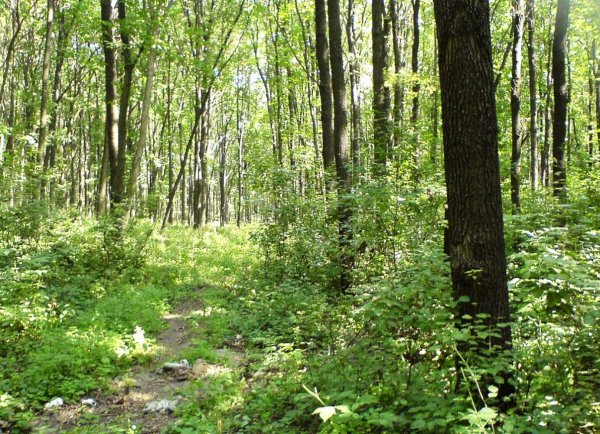 Фотография леса в плохом качестве