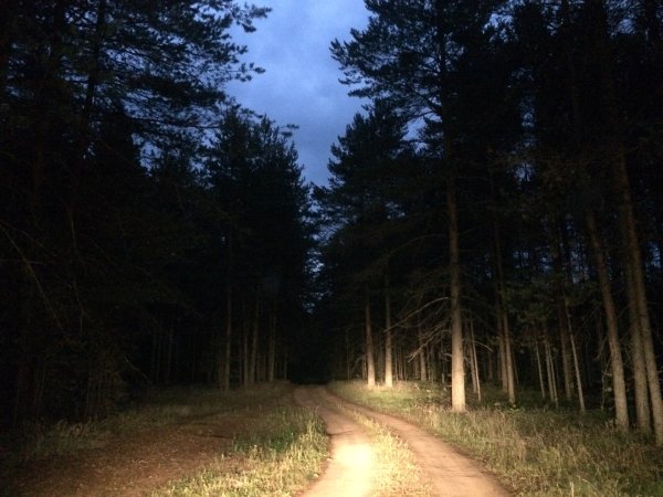 Дорога в лесу ночью