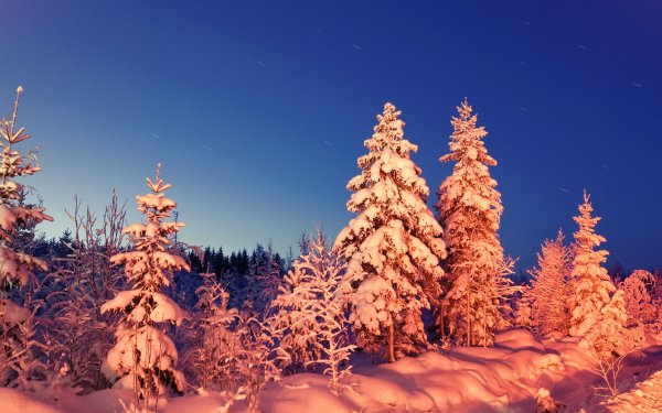 Зимний новогодний лес