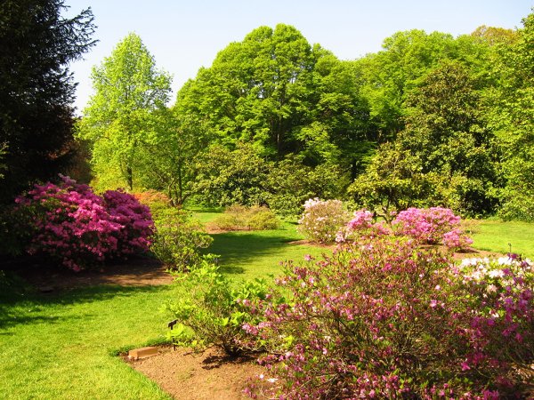 Richmond Park растения