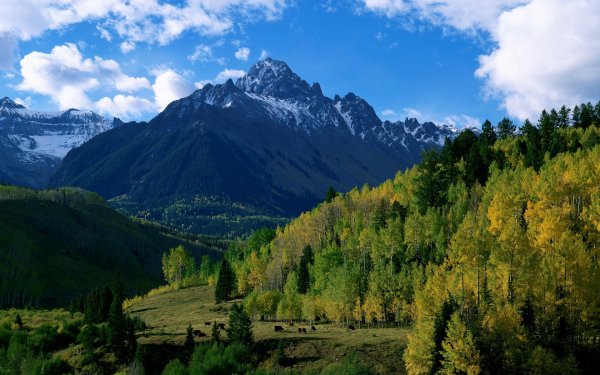 Лес горы