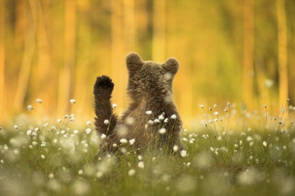 Nature photographer of the year 2020