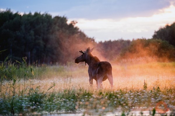Фотовыставка Первозданная природа