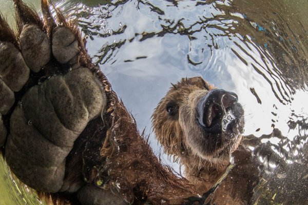 Михаил Коростелев National Geographic.